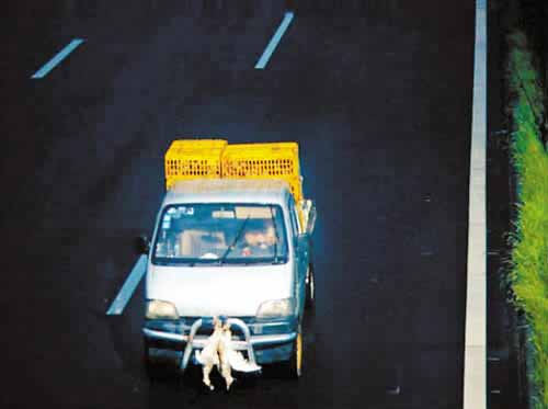 货车司机车头挂活鸭遮挡号牌