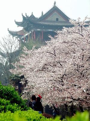 晴川阁旁的樱花树